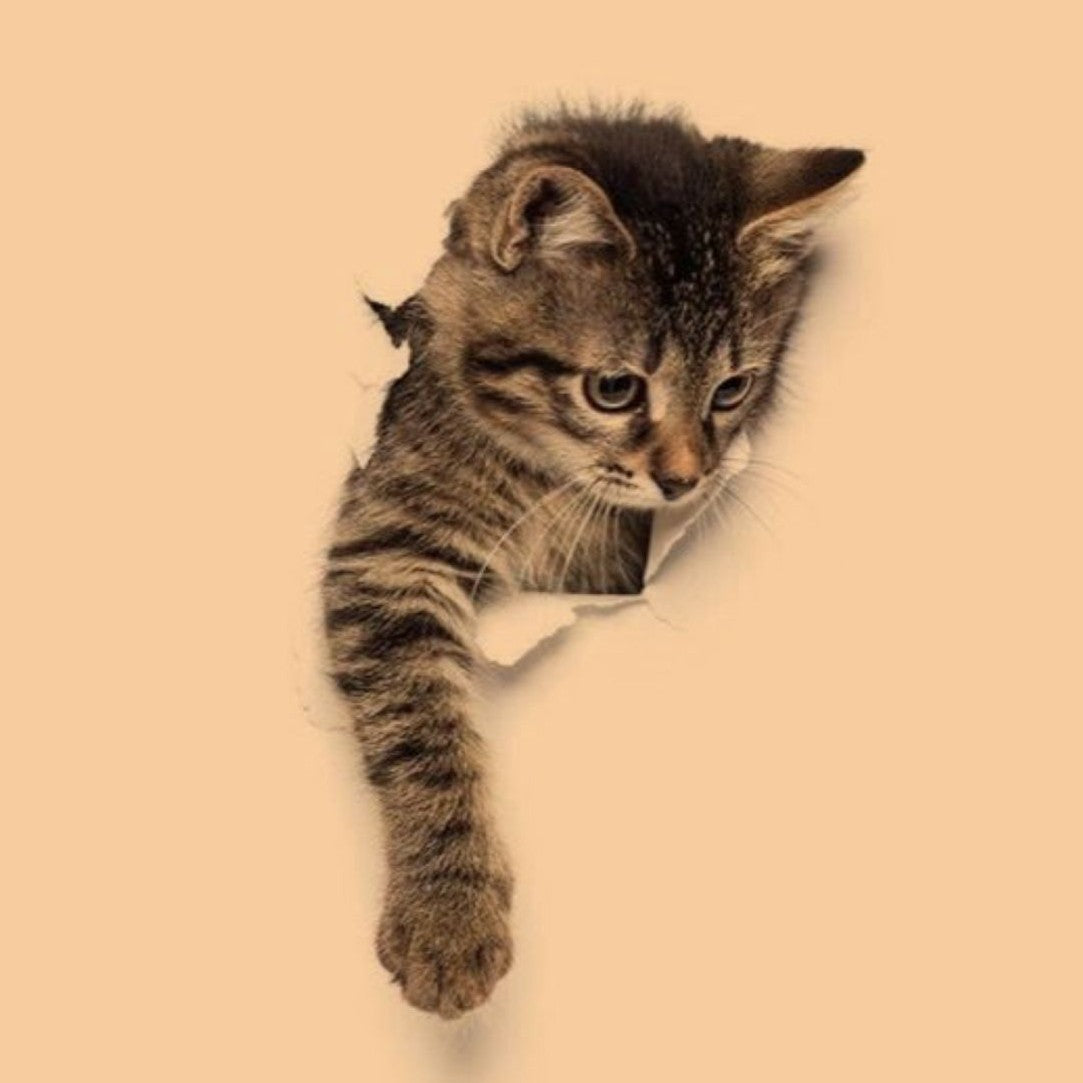 Gatos